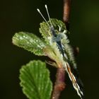 (3) Frühlingsfarben: Ein Aurorafalter-Männchen (Anthochares cardamines) vor dem Jungfernflug!