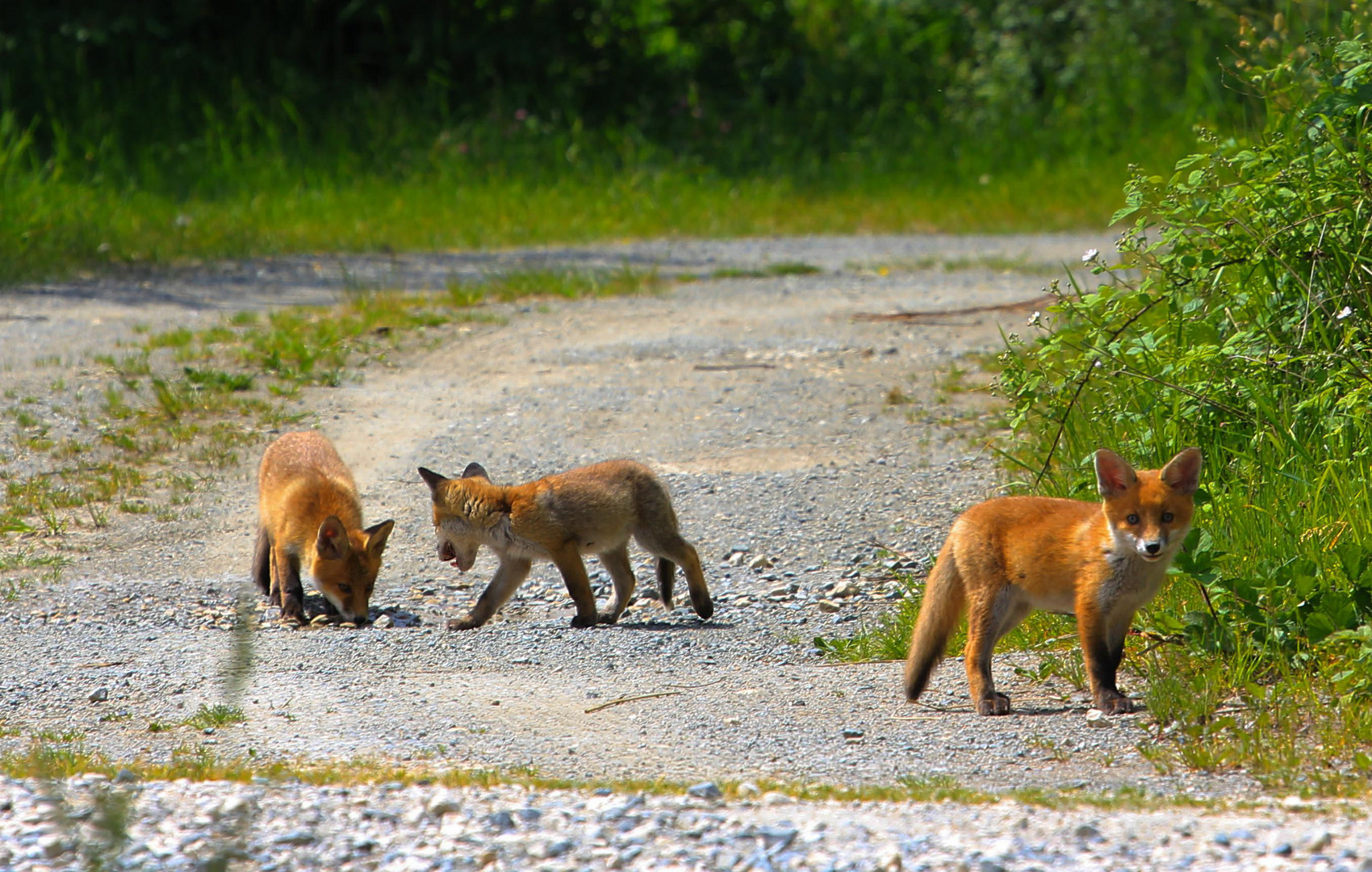 3 FUCHS WELPEN