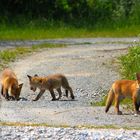 3 FUCHS WELPEN