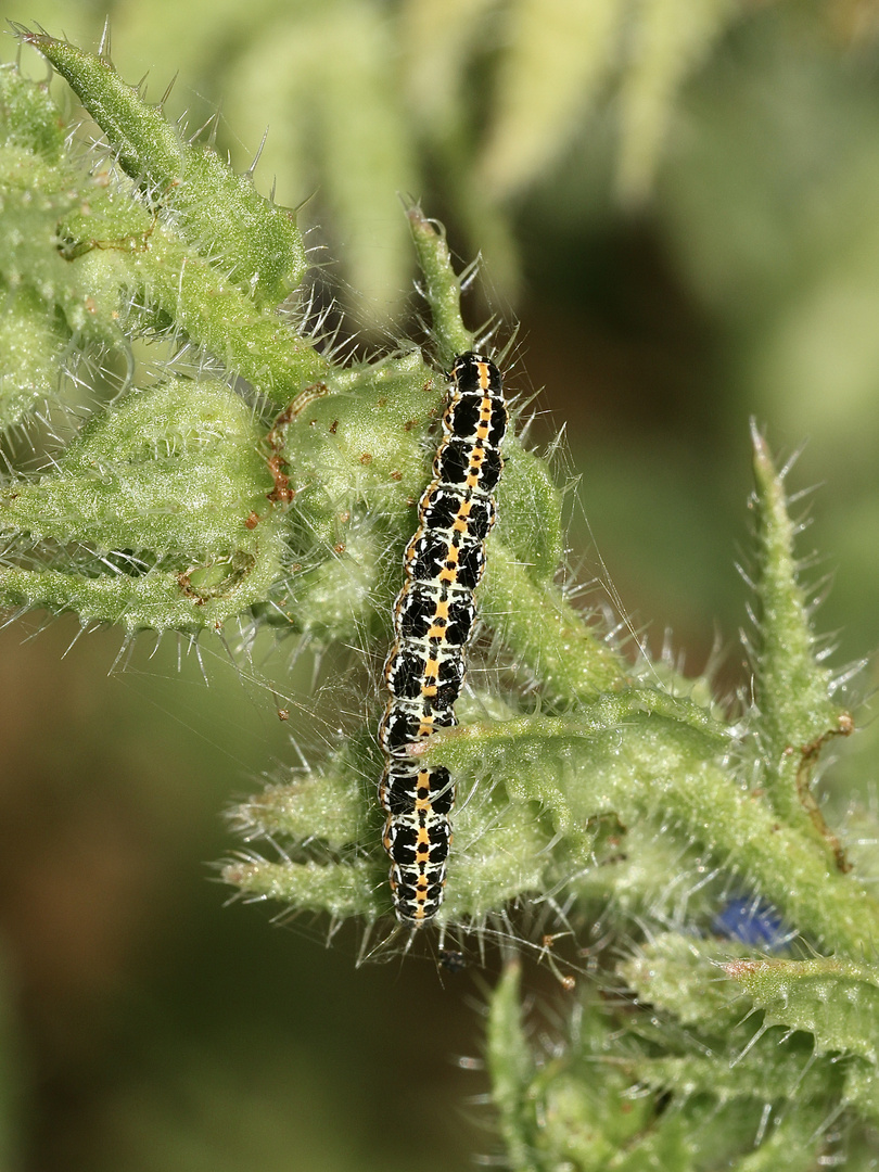 (3) Fünf Raupen von Ethmia bipunctella, einem Kleinschmetterling ...