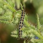 (3) Fünf Raupen von Ethmia bipunctella, einem Kleinschmetterling ...