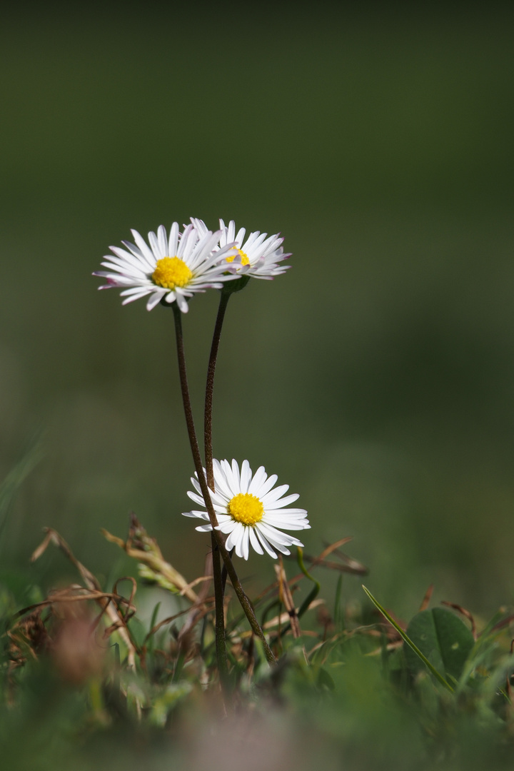 3 Gänseblümchen