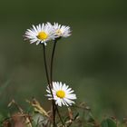 3 Gänseblümchen