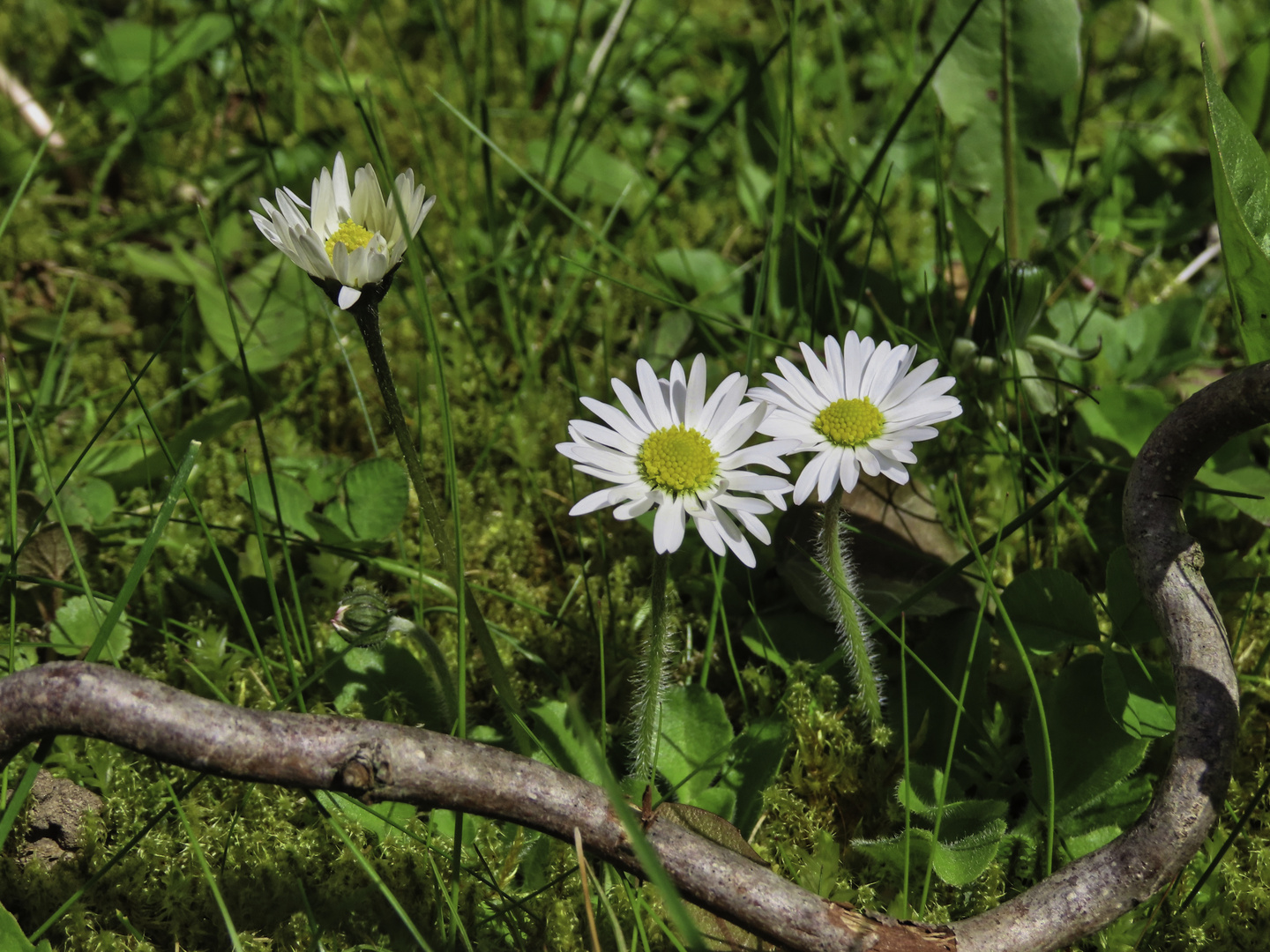 3 Gänseblümchen auf der Wiese