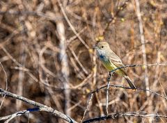 3) Galapagos Flycatcher.                _DSC9490-2