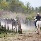 3 Gardians qui cherchent à séparer 4 taureaux du troupeau