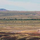 3 GE ES44DC Lokomotiven der BNSF mit Trailer und Container  fahren durch den Petrified Forest NP