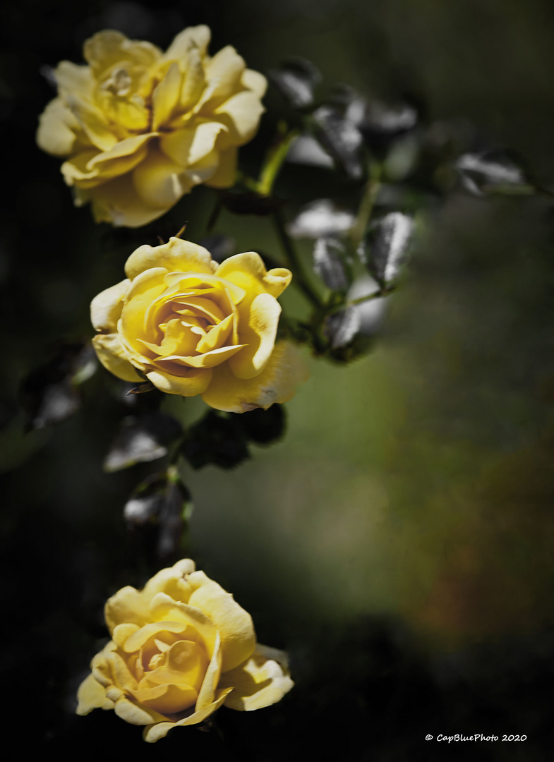 3 gelbe Rosen im Rosengarten Beutig Juli 2020