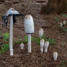 3 Generationen Schopftintlinge