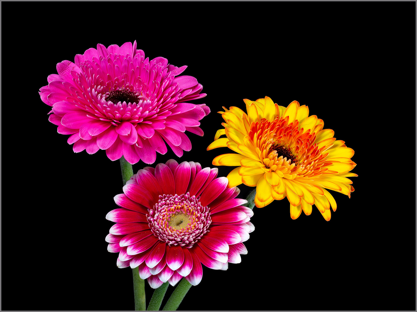 3 Gerbera