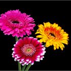 3 Gerbera