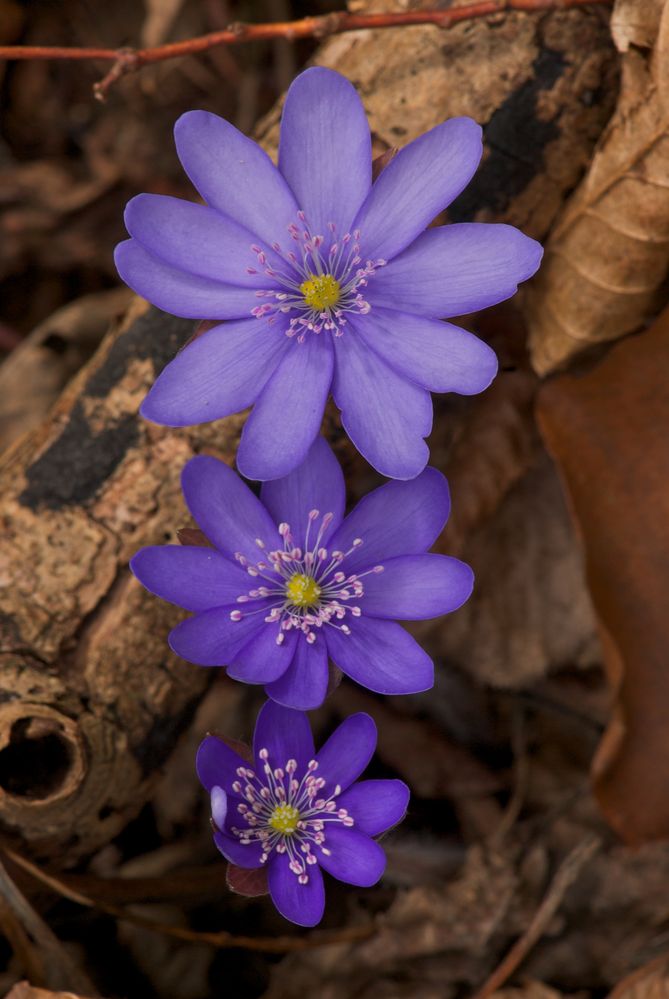 3 Geschwister... by Ingo Zahlheimer 