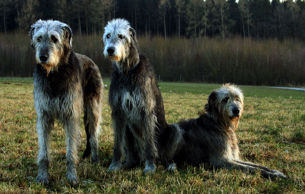 3 gigantische Freunde ( Nr. 2 )