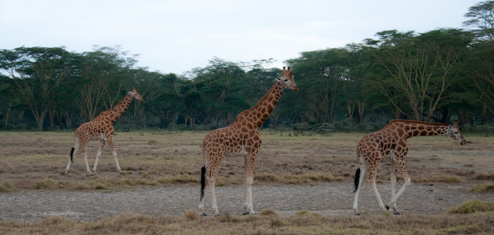 3 Giraffen, Kenia