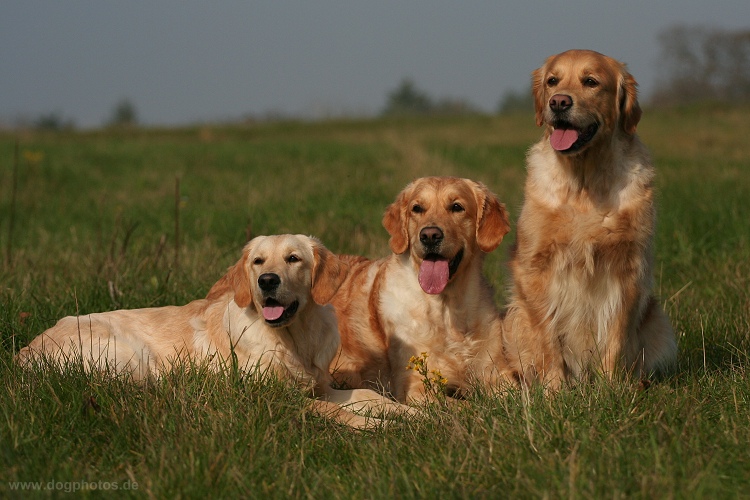 3 goldene Damen...