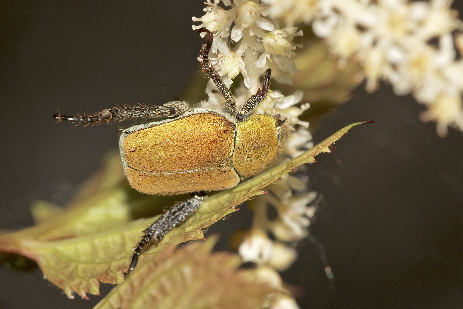 (3) Goldstaub-Laubkäfer (Hoplia argentea), Weibchen, Oberseite