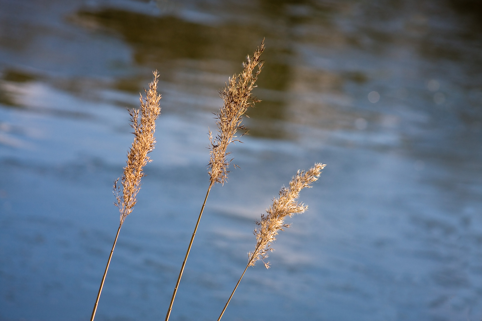 3 Gräser am Weiher