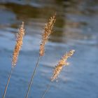 3 Gräser am Weiher