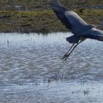 (3) Graureiher (Ardea cinerea) 