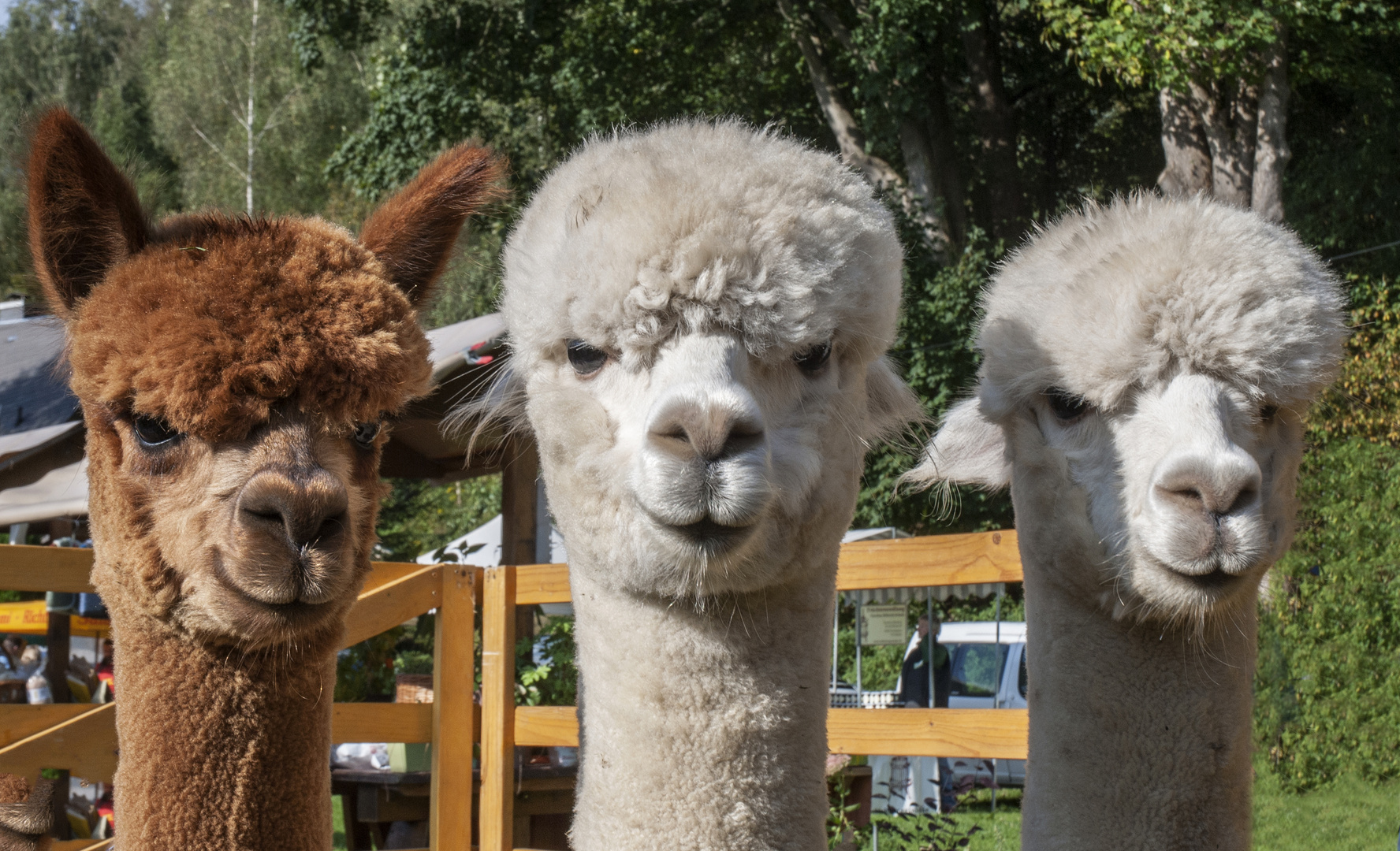 3 Grazien   Alpaca Herbstmarkt Pobershau 