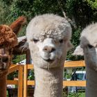 3 Grazien   Alpaca Herbstmarkt Pobershau 