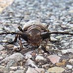 3 große Käfer auf dem Radweg...