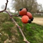 3 Haselnüsse für Aschenbrödel