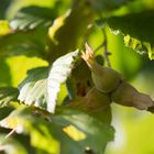 3 Haselnüsse für Aschenbrödel