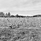 (3) Herbst in der Oberpfalz - schwarzweiß und bunt ...