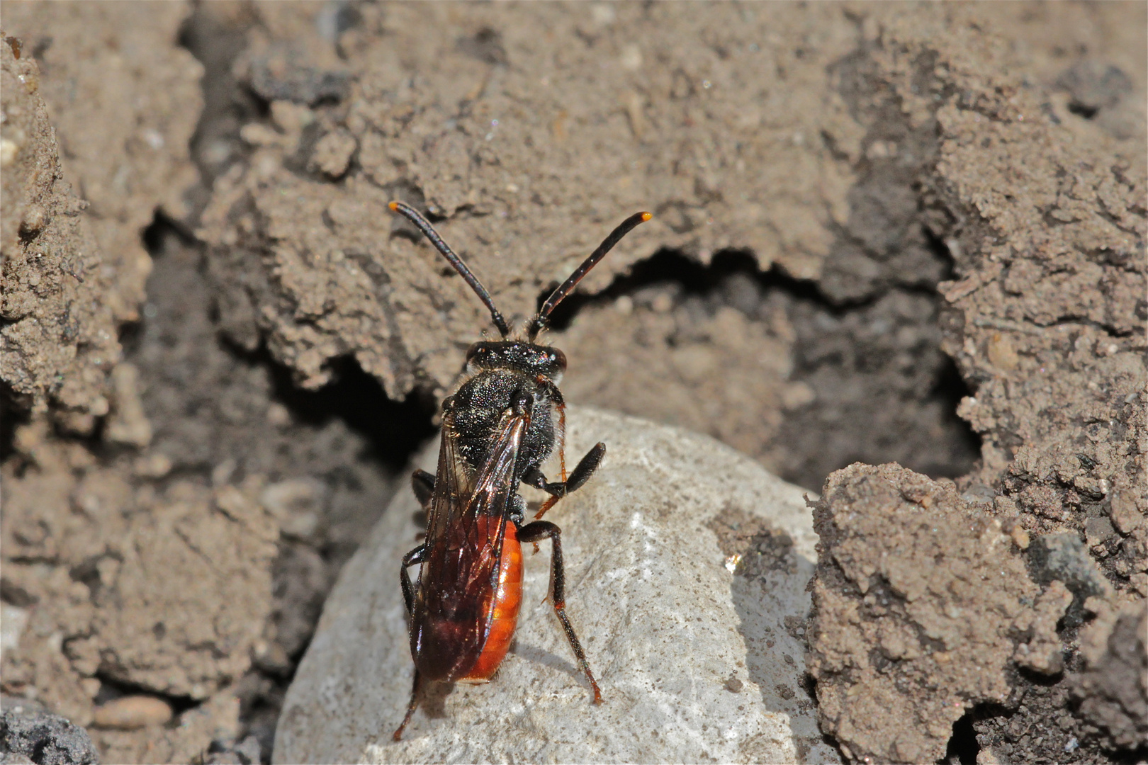 3 Heute ist mir das bisher nächste Foto der Wespenbiene Nomada fabriciana gelungen