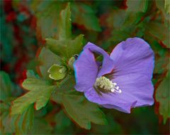 _ 3. Hibiskus _