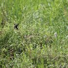 (3) Hilltopping, Tarnung und Eiablage des WEISSEN WALDPORTIERs (BRINTESIA CIRCE)