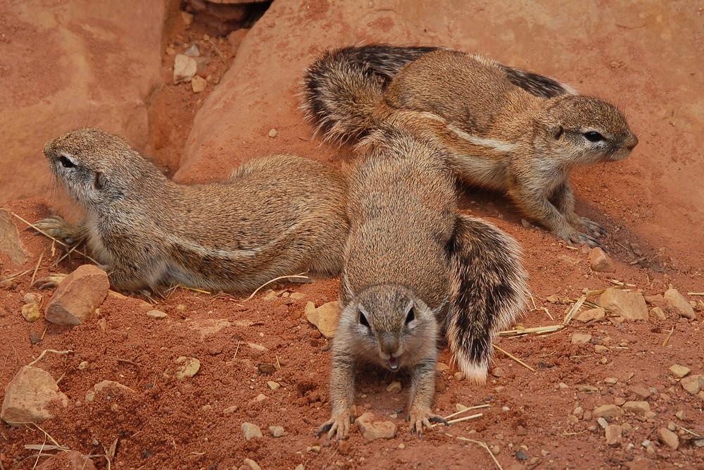 3 Hörnchen für Charlie.