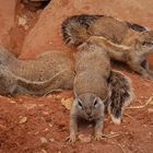 3 Hörnchen für Charlie.