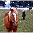 3 hübsche