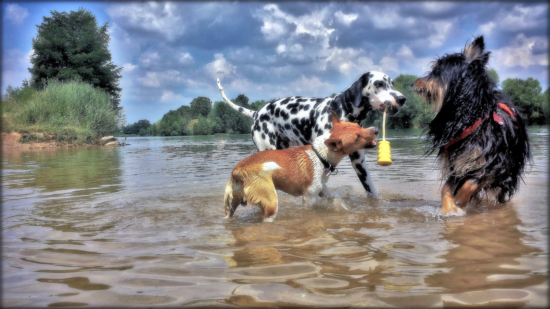 3 Hunde spielen im Wasser