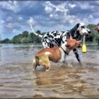 3 Hunde spielen im Wasser