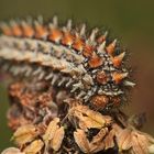 (3) Im Nachgang zur Puppe des Roten Scheckenfalters (Melitaea didyma) ...