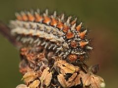 (3) Im Nachgang zur Puppe des Roten Scheckenfalters (Melitaea didyma) ...