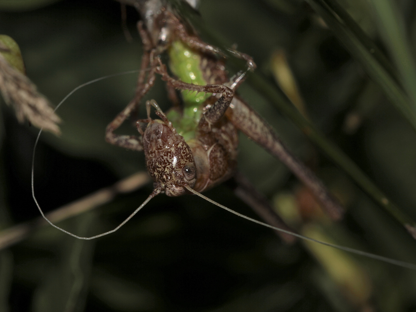 (3) Imaginalhäutung der Gemeinen Strauchschrecke (Pholidoptera griseoaptera)