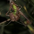 (3) Imaginalhäutung der Gemeinen Strauchschrecke (Pholidoptera griseoaptera)