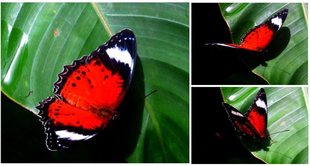 3 in 1 photo of exotic butterfly