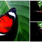 3 in 1 photo of exotic butterfly