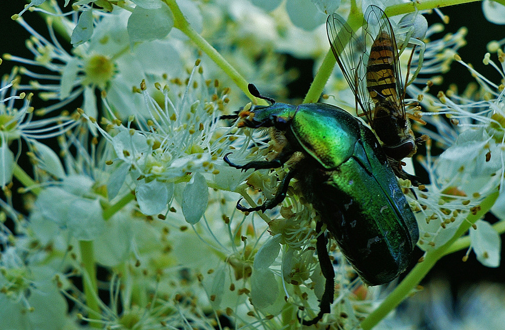 3 Insekten sichtbar????????????????????