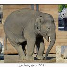 3-jähriger Elefantenbulle