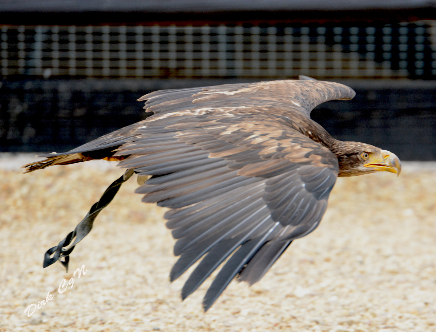 3 Jahre alter Weisskopf See Adler