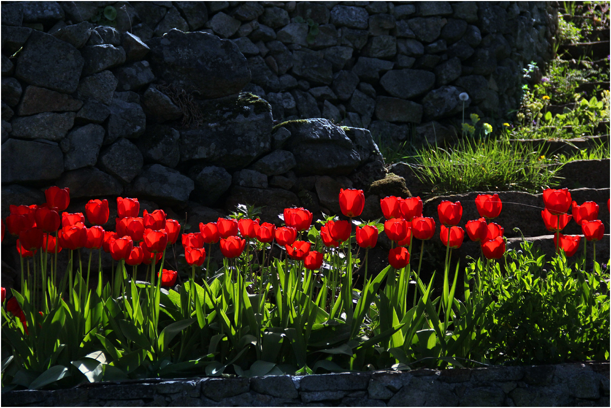 3 jours en Ardèche : les tulipes.