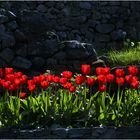 3 jours en Ardèche : les tulipes.