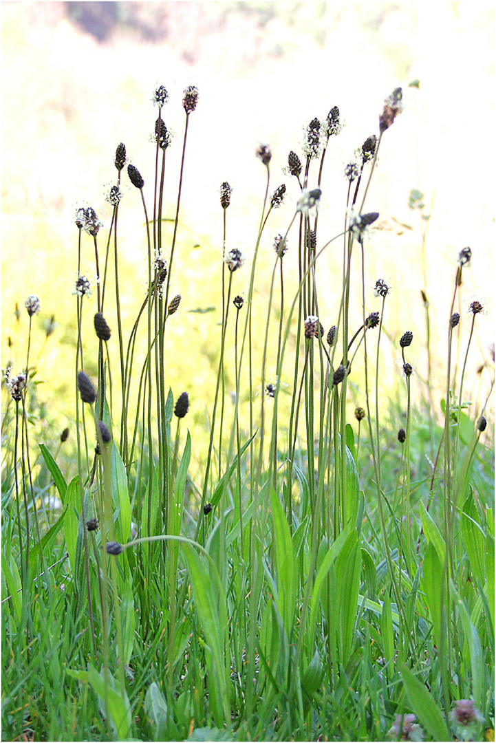 3 jours en Ardèche :printemps à plein-temps ,  plantain