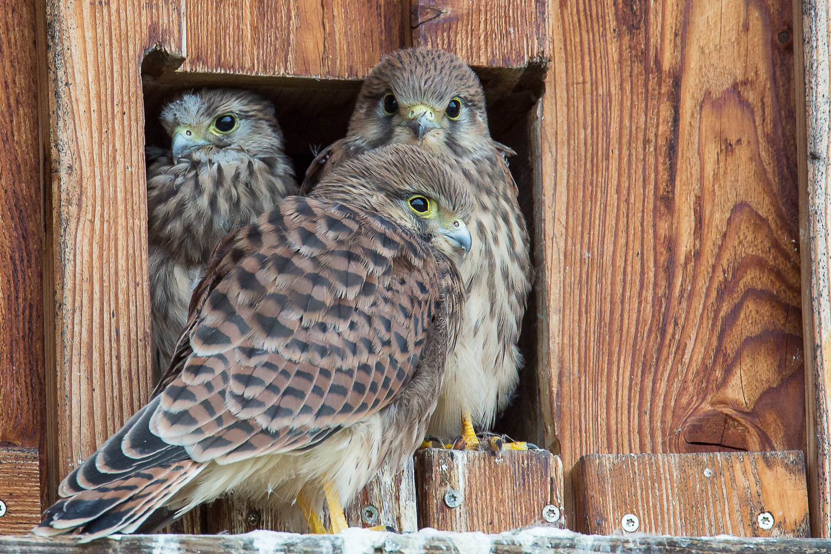 3 junge Falken Foto & Bild | tiere, wildlife, wild lebende vögel Bilder ...